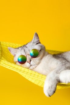 chat hamac